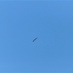 Haliastur sphenurus at Menindee, NSW - 24 Apr 2025 by JimL