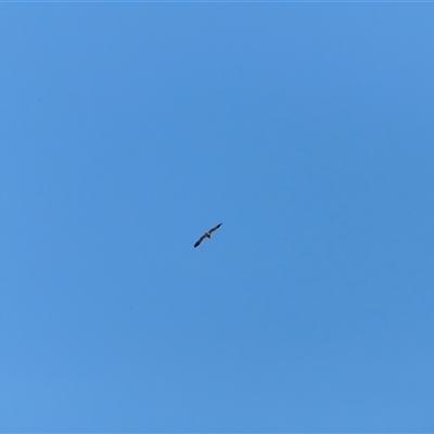 Haliastur sphenurus at Menindee, NSW - 24 Apr 2025 by JimL