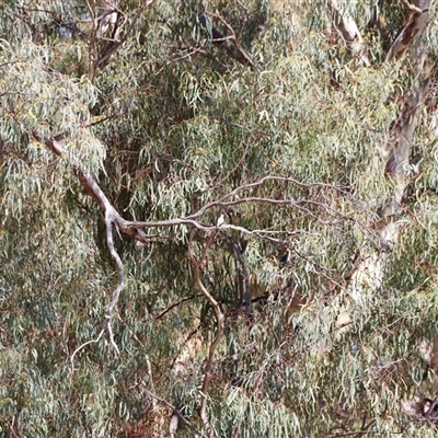 Phaps chalcoptera at Menindee, NSW - 24 Apr 2025 by JimL