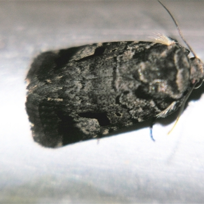 Thoracolopha verecunda (A Noctuid moth (Acronictinae)) at Urraween, QLD - 26 Oct 2009 by PJH123