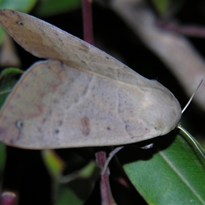 Ophiusa disjungens (Guava Moth) at Urraween, QLD - 26 Oct 2009 by PJH123