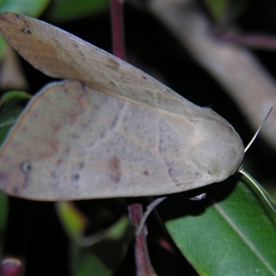 Ophiusa disjungens (Guava Moth) at Urraween, QLD - 26 Oct 2009 by PJH123