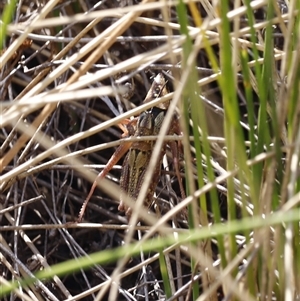 Unverified Grasshopper (several families) at Menindee, NSW - 23 Apr 2025 by JimL