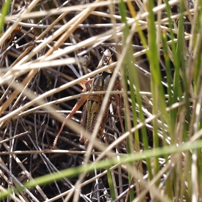 Monistria sp. (genus) (Grasshopper) at Menindee, NSW - 23 Apr 2025 by JimL