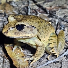 Mixophyes fasciolatus at Tewantin, QLD - Yesterday by AaronClausen