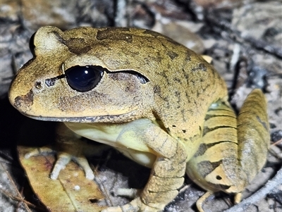Mixophyes fasciolatus at Tewantin, QLD - Yesterday by AaronClausen