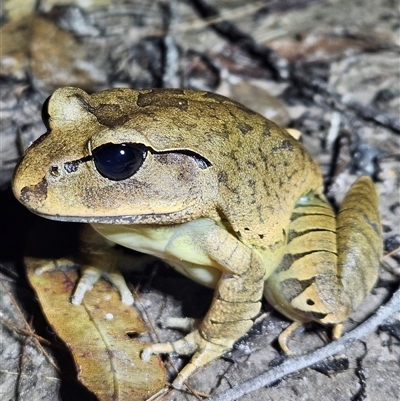 Mixophyes fasciolatus at Tewantin, QLD - Yesterday by AaronClausen