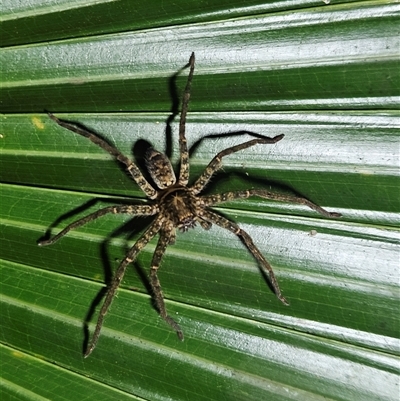 Unverified Huntsman spider (Sparassidae) at Tewantin, QLD - Yesterday by AaronClausen