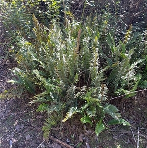 Pellaea falcata at Karabar, NSW - Today by Clarel