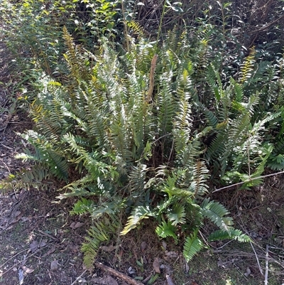 Pellaea falcata at Karabar, NSW - Yesterday by Clarel