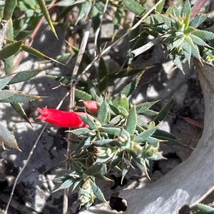 Unverified Other Shrub at Googong, NSW - Today by Clarel