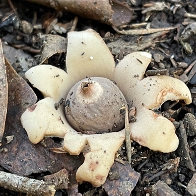 Geastrum sp. (genus) at Karabar, NSW - Yesterday by Clarel