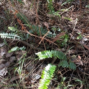 Pellaea calidirupium at Karabar, NSW - Today by Clarel
