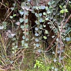 Asplenium flabellifolium at Karabar, NSW - Yesterday by Clarel