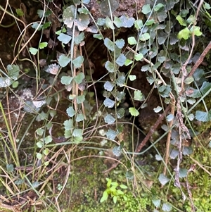 Asplenium flabellifolium at Karabar, NSW - Today by Clarel