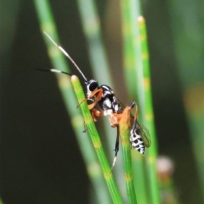 Unverified Wasp (Hymenoptera, Apocrita) by LisaH