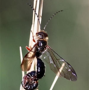 Unverified Wasp (Hymenoptera, Apocrita) by LisaH