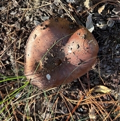 Collybia sp. by Sheridannew
