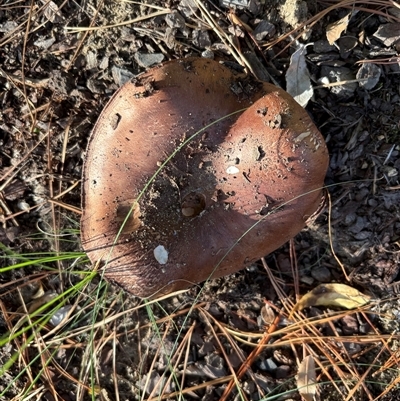 Collybia sp. by Sheridannew