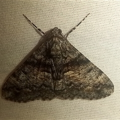 Gastrinodes argoplaca (Cryptic Bark Moth) at Latham, ACT - Yesterday by rjwhite
