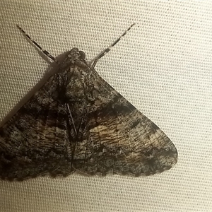 Gastrinodes argoplaca (Cryptic Bark Moth) at Latham, ACT - Today by rjwhite