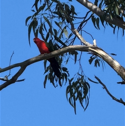 Alisterus scapularis (Australian King-Parrot) at Orangeville, NSW - Yesterday by belleandjason