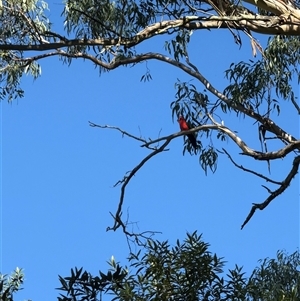 Alisterus scapularis at Orangeville, NSW - Yesterday 09:36 AM