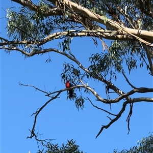 Alisterus scapularis at Orangeville, NSW - Yesterday 09:36 AM