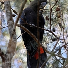 Calyptorhynchus lathami lathami (Glossy Black-Cockatoo) at Moruya, NSW - Yesterday by LisaH