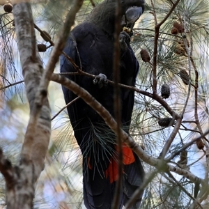 Calyptorhynchus lathami lathami at Moruya, NSW - suppressed