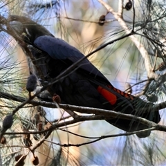 Calyptorhynchus lathami lathami at Moruya, NSW - suppressed