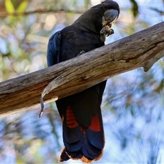 Calyptorhynchus lathami lathami at Moruya, NSW - suppressed