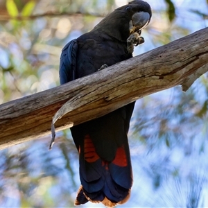 Calyptorhynchus lathami lathami at Moruya, NSW - suppressed