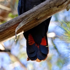 Calyptorhynchus lathami lathami at Moruya, NSW - suppressed