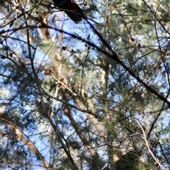 Calyptorhynchus lathami lathami at Moruya, NSW - suppressed