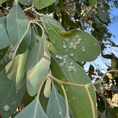 Glycaspis sp. (genus) at Aranda, ACT - Yesterday by KMcCue