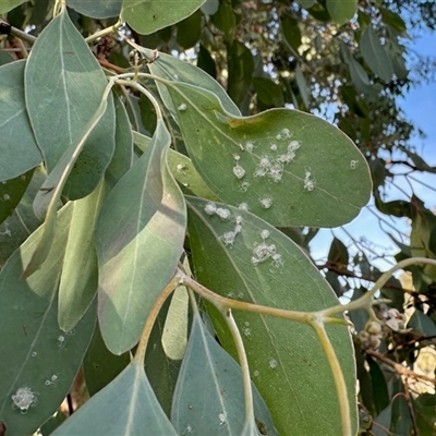 Glycaspis sp. (genus) at Aranda, ACT - Yesterday by KMcCue