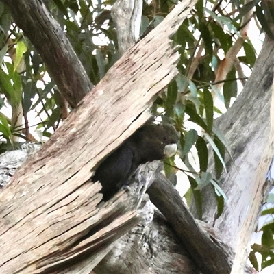 Calyptorhynchus lathami lathami (Glossy Black-Cockatoo) at Moruya, NSW - Yesterday by LisaH