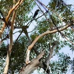 Calyptorhynchus lathami lathami at Moruya, NSW - suppressed