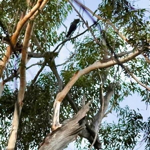 Calyptorhynchus lathami lathami at Moruya, NSW - suppressed