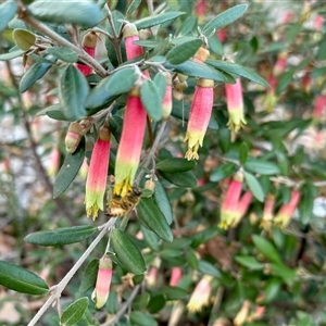 Correa sp. at Aranda, ACT - Today by KMcCue
