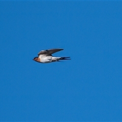 Hirundo neoxena (Welcome Swallow) at Higgins, ACT - 3 May 2025 by Untidy