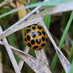 Unverified Lady beetle (Coccinellidae) at Braidwood, NSW - Yesterday by MatthewFrawley