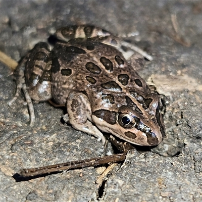Limnodynastes tasmaniensis at Braidwood, NSW - Yesterday by MatthewFrawley