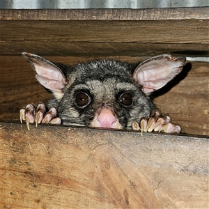 Trichosurus vulpecula (Common Brushtail Possum) at Braidwood, NSW - Yesterday by MatthewFrawley