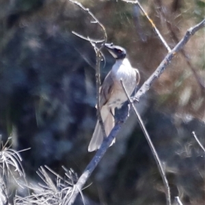 Philemon corniculatus at Rocky Creek, NSW - 20 Dec 2024 11:06 AM