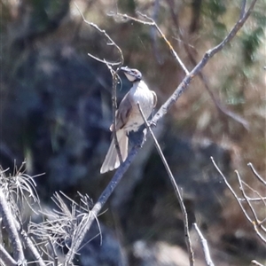 Philemon corniculatus at Rocky Creek, NSW - 20 Dec 2024 11:06 AM