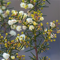 Acacia buxifolia subsp. buxifolia at Higgins, ACT - 1 May 2025 by Untidy