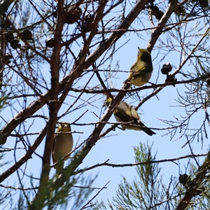 Zosterops lateralis at Rocky Creek, NSW - 20 Dec 2024 by JimL