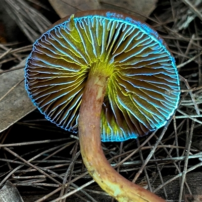Unverified Fungus by LisaH